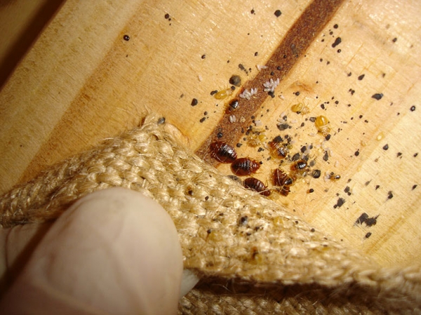 1466038980 15 greenland bed bugs services